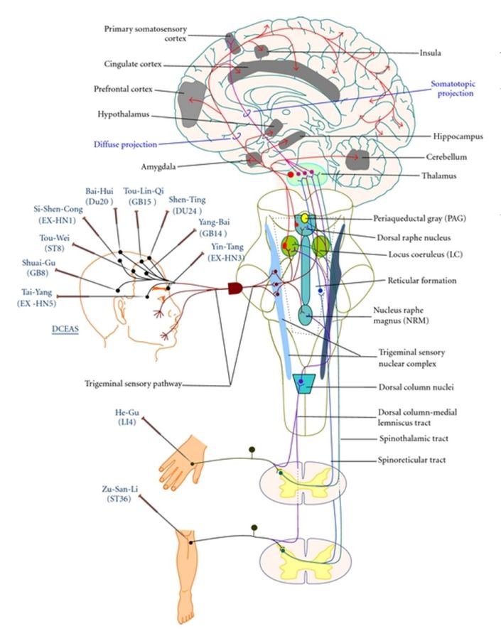 acupuncture points and brain responses